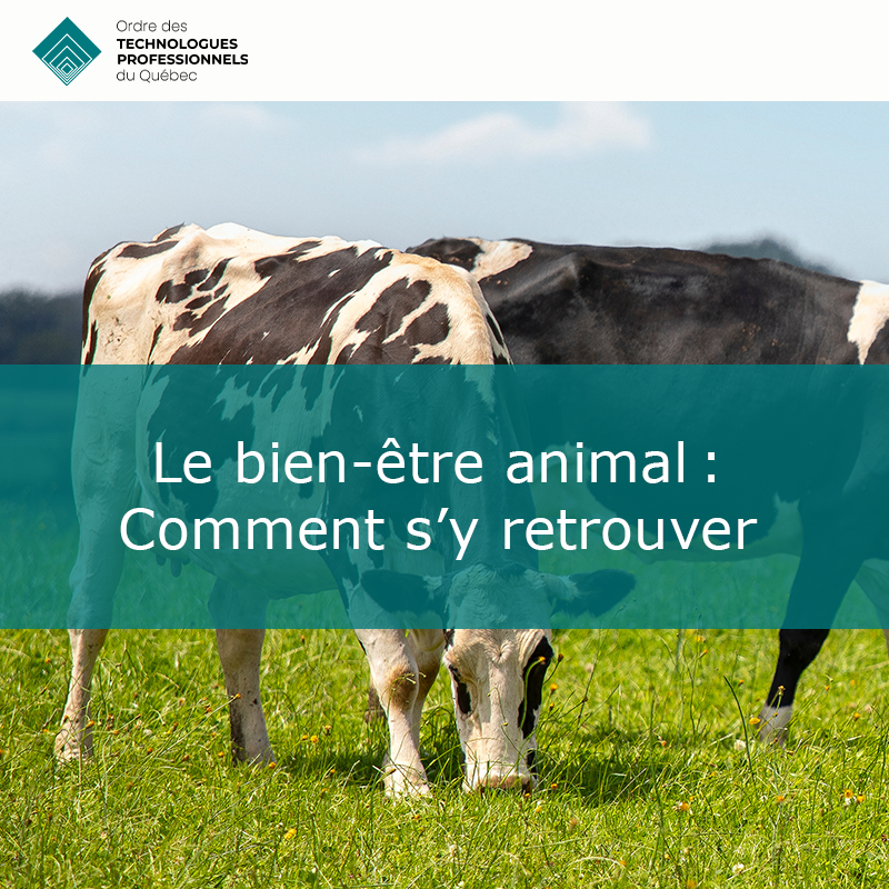 Le bien-être animal : Comment s’y retrouver ?